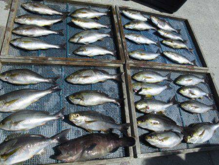 大進丸（愛知） 釣果