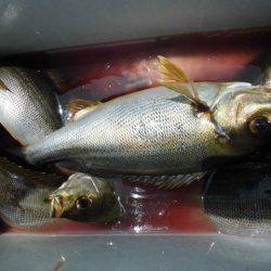 大進丸（愛知） 釣果