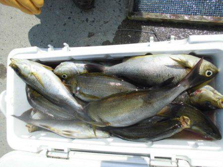 大進丸（愛知） 釣果