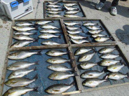 大進丸（愛知） 釣果