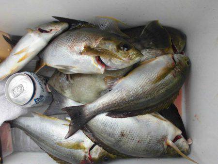 大進丸（愛知） 釣果