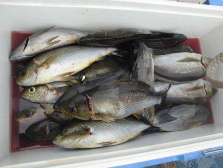 大進丸（愛知） 釣果