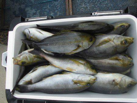 大進丸（愛知） 釣果