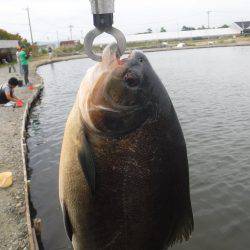 浜名湖フィッシングリゾート 釣果