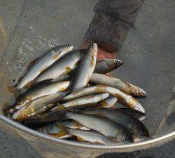 会津大川（会津非出資漁業協同組合） 釣果