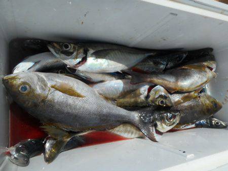 大進丸（愛知） 釣果