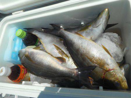 大進丸（愛知） 釣果