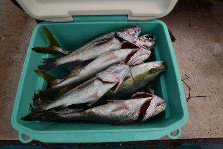 アジアマリンサービス 釣果