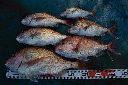 アジアマリンサービス 釣果