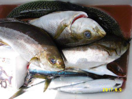 まとばや 釣果