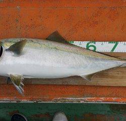 火遠理丸（ほおりまる） 釣果