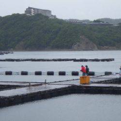 淡路じゃのひれフィッシングパーク 釣果