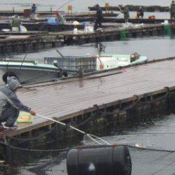 淡路じゃのひれフィッシングパーク 釣果