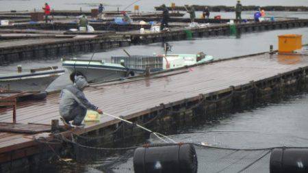 淡路じゃのひれフィッシングパーク 釣果