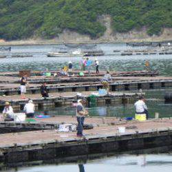 淡路じゃのひれフィッシングパーク 釣果