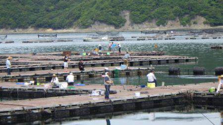 淡路じゃのひれフィッシングパーク 釣果