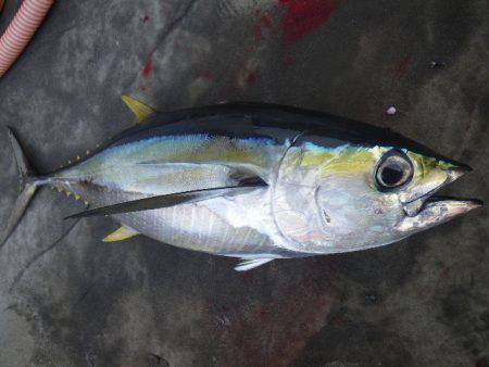 小海途 釣果