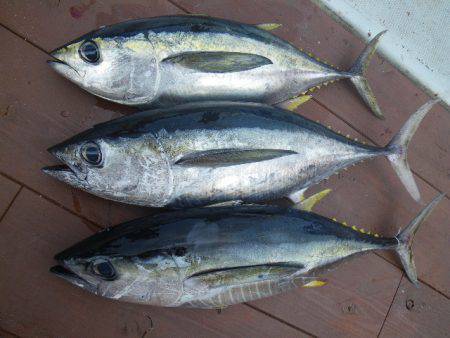 小海途 釣果