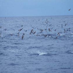 小海途 釣果