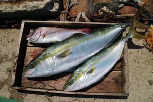 魚英 釣果