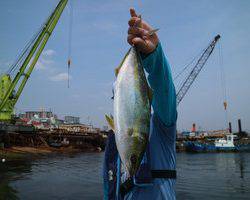 魚英 釣果