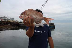 魚英 釣果