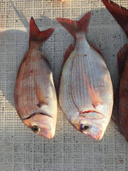 オーシャンズ 釣果