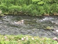 秩父フライフィールド 釣果