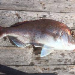 大雄丸 釣果