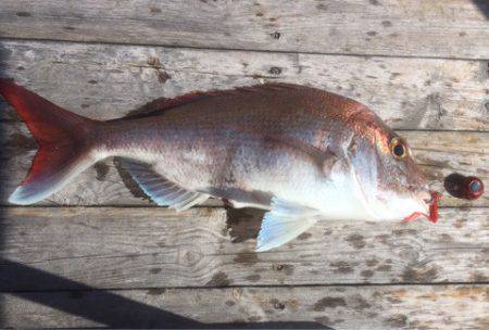 大雄丸 釣果