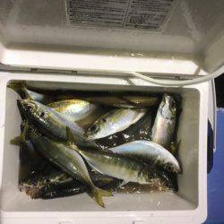 ヤザワ渡船 釣果