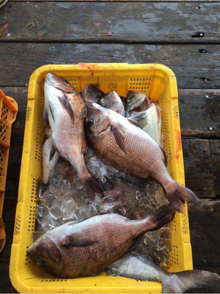 釣り堀水宝 釣果