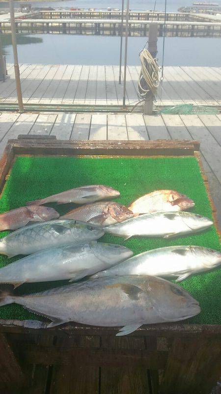 海の釣堀 海恵 釣果