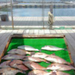 海の釣堀 海恵 釣果