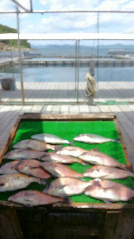 海の釣堀 海恵 釣果