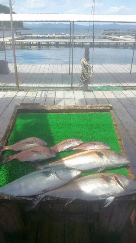 海の釣堀 海恵 釣果