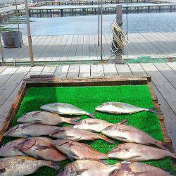 海の釣堀 海恵 釣果