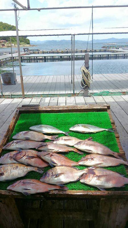 海の釣堀 海恵 釣果