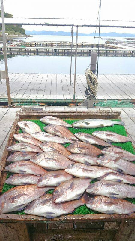 海の釣堀 海恵 釣果