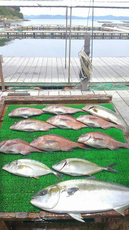 海の釣堀 海恵 釣果