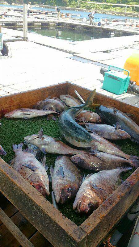 海の釣堀 海恵 釣果