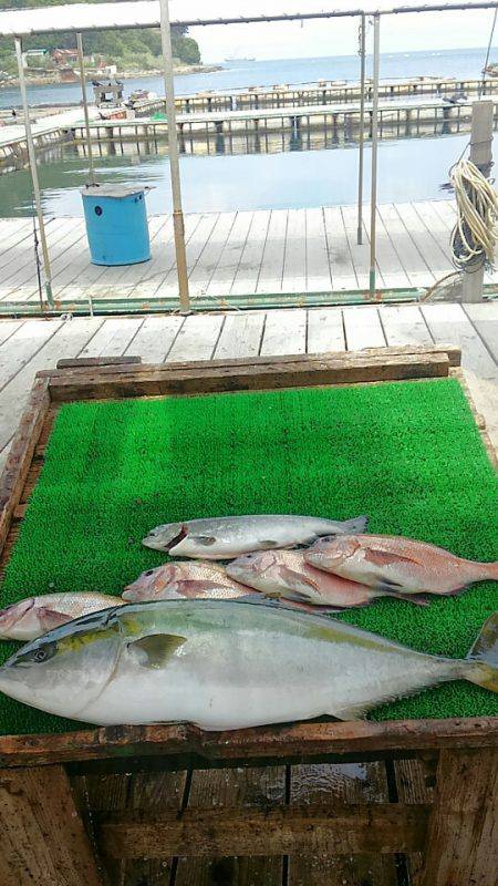 海の釣堀 海恵 釣果