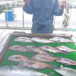 海の釣堀 海恵 釣果