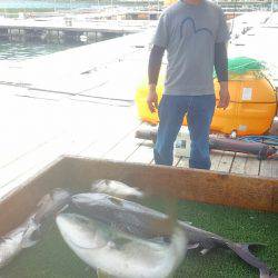 海の釣堀 海恵 釣果