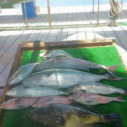 海の釣堀 海恵 釣果