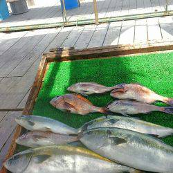 海の釣堀 海恵 釣果