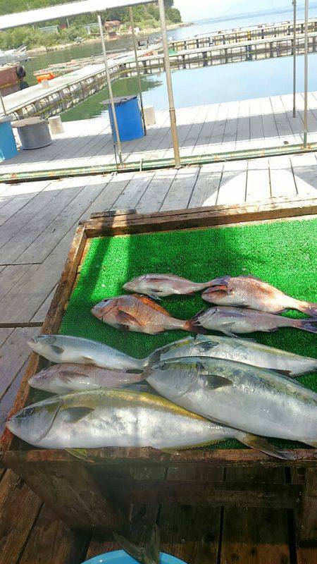 海の釣堀 海恵 釣果