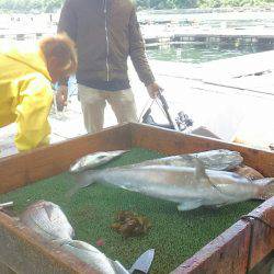 海の釣堀 海恵 釣果