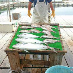 海の釣堀 海恵 釣果