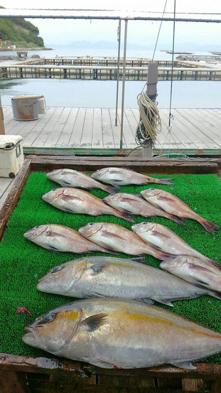 海の釣堀 海恵 釣果